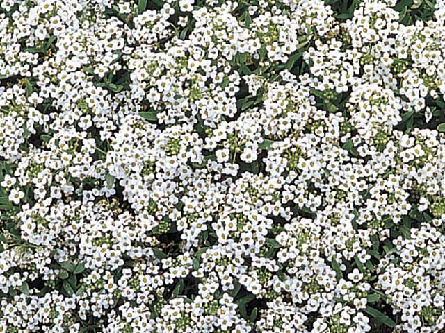 Alyssum spp.